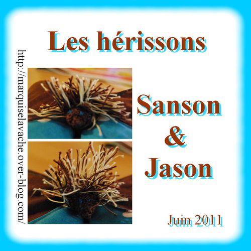 les-herissons-sanson-et-jason.jpg