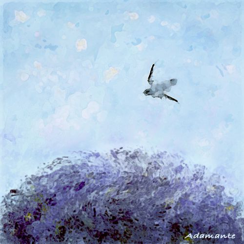 Oiseau copie