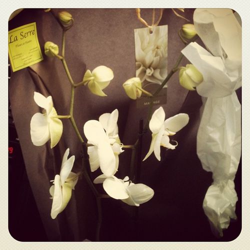 Orchidee-mariage-Elo.jpg