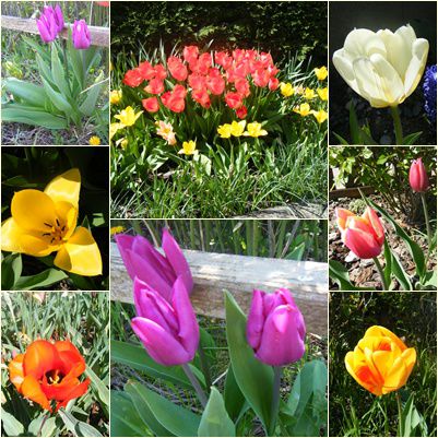 les-tulipes.jpg