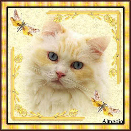 chat-dore.jpg