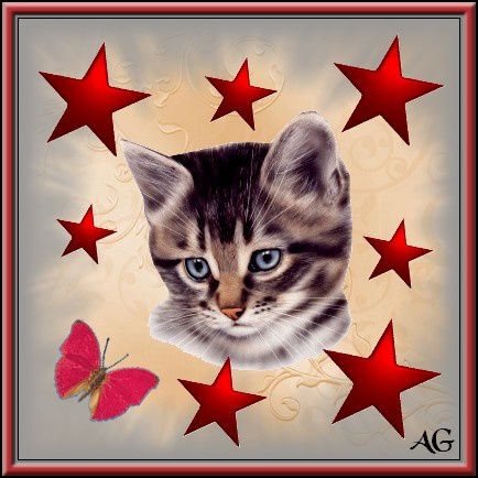 chat-etoiles.jpg