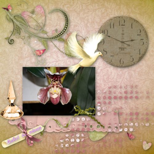 Orchidee.jpg