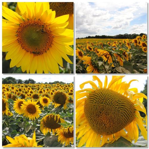 tournesol.jpg