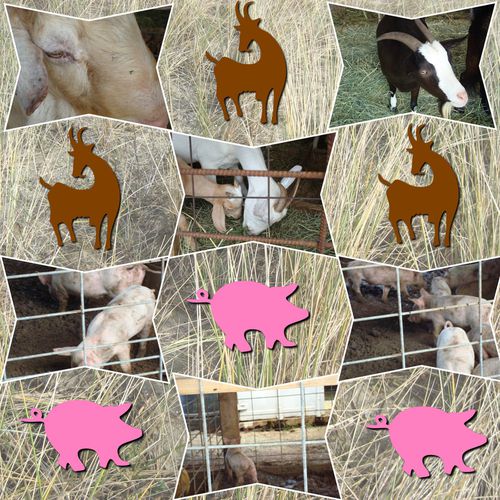 Foire agricole