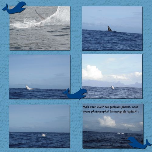 baleines2