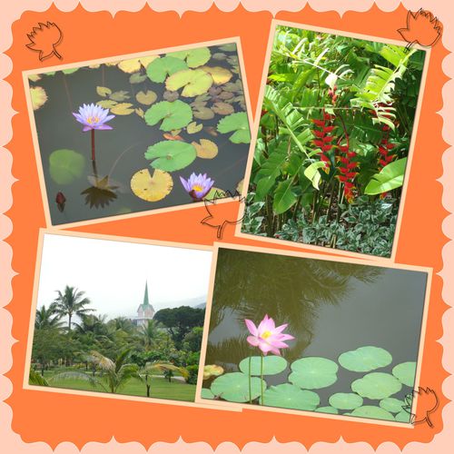 nénuphar