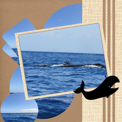 Baleine.jpg