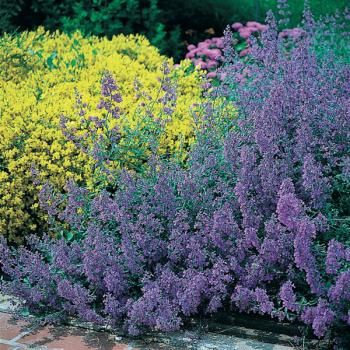 nepeta-six-hills-giant-7349-1.jpg