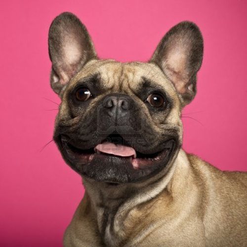 15253355-bouledogue-francais-age-de-18-mois-sur-fond-rose