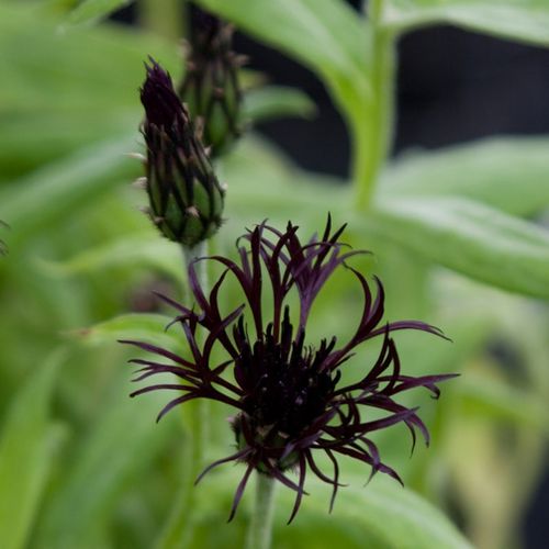 Centaurea-Black-Sprite-7793-2.jpg