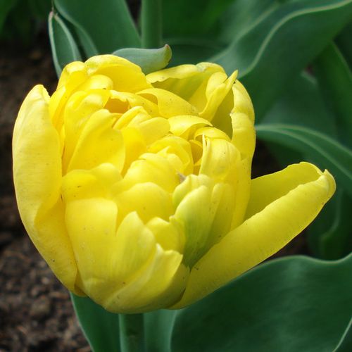Tulipe-Yellow-Baby-62911-1.jpg