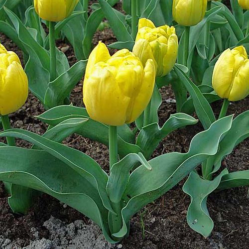 Tulipe-Yellow-Baby-62911-2.jpg