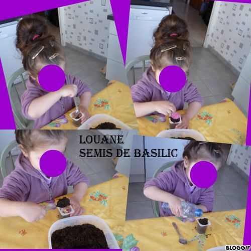 louane-semis-basilic.jpg