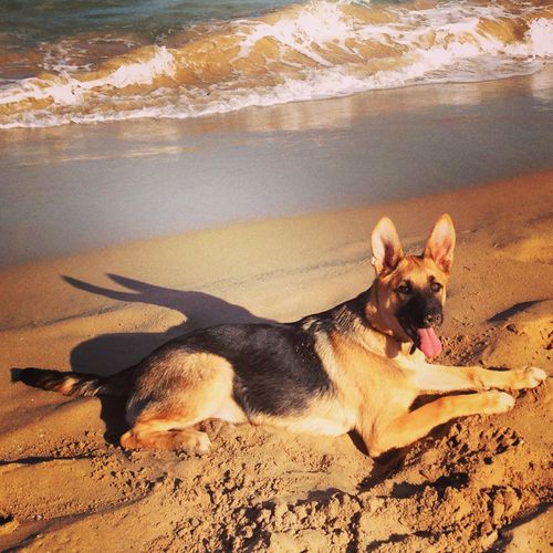 playa-costa-alicante-espana-perro-perros-raza-pastor-alema.JPG