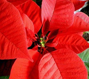 Come Si Disegna Una Stella Di Natale.Euphorbia Pulcherrima Stella Di Natale Blog Di Drittesullarete