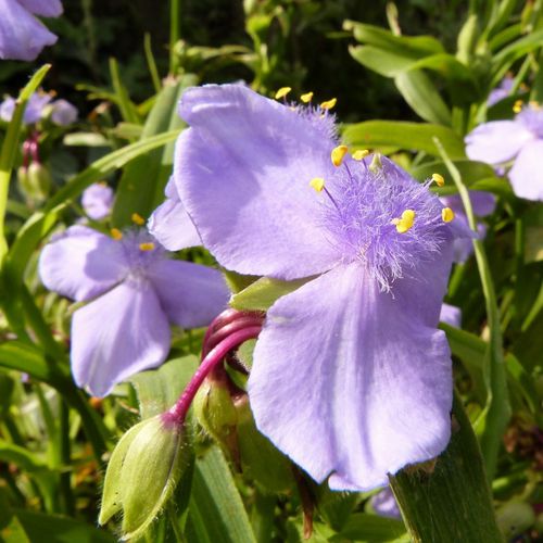 massif-de-la-potence---tradescantia-bleu--800x800-.jpg