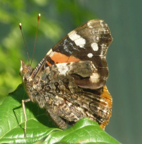 Papillon le Vulcain (2)