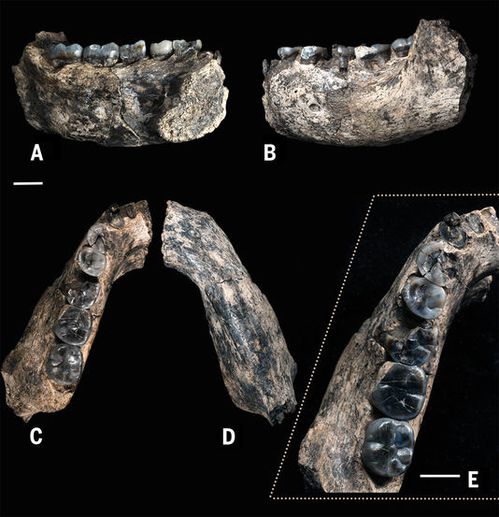 mandibule-LD-350-1.jpg