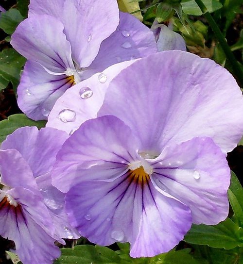 fleur-et-goutte.jpg