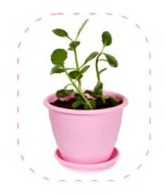 9385284-kalanchoe-plante-en-pot-de-fleurs-en-plastique-isol