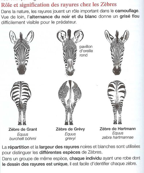 tableau-zebres-a.jpg