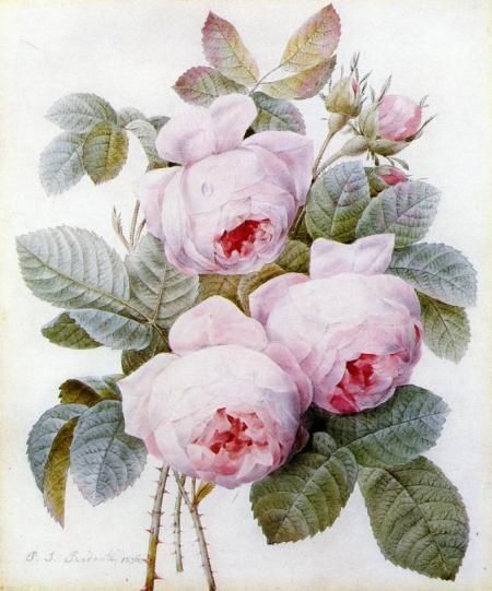 1-pierre-joseph-redoute
