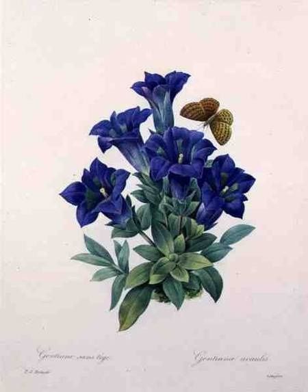 1-gentiana_acaulis_trumpet_engr_hi.jpg