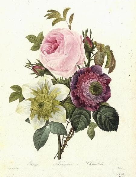 1-rose anemone clematide hi