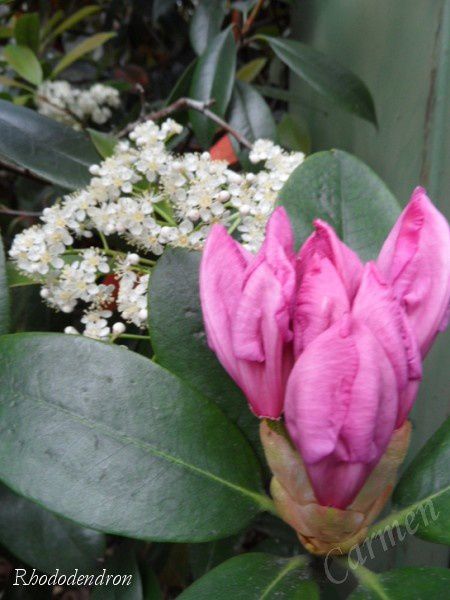 Rhododendron2SAM 8665-border