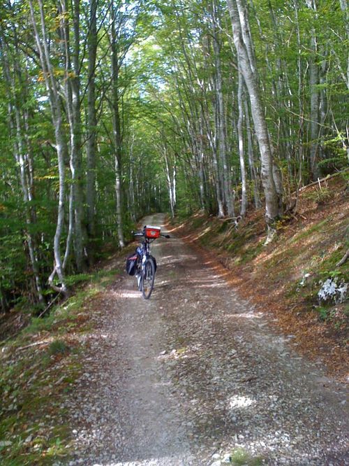 foretdupecher