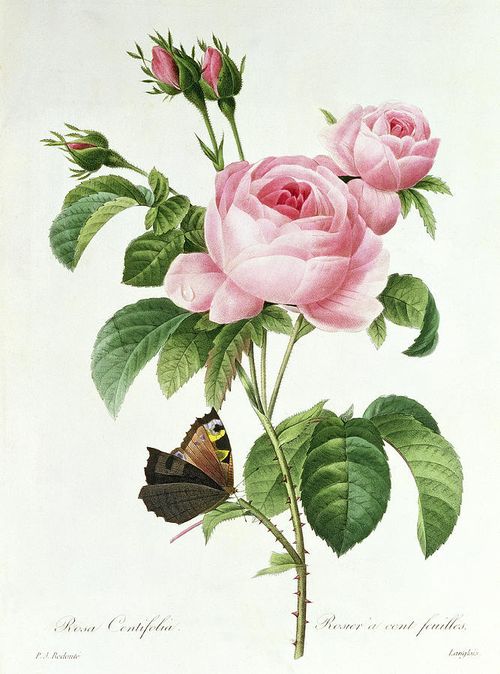 1-rosa-centifolia-pierre-joseph-redoute
