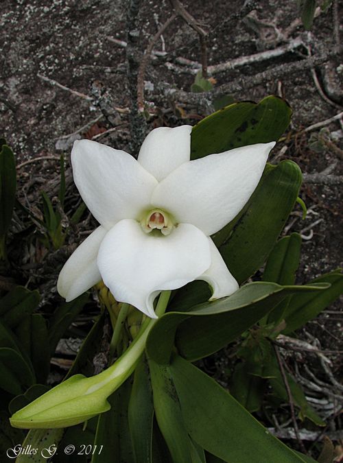 6 Ankazomivady - Angraecum sororium 2