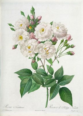 1-les-roses.jpg