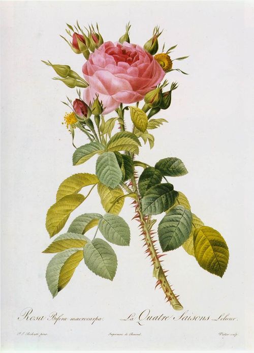 1-Pierre-Joseph Redouté - Rosa Bifera Macrocarpa - WGA1903