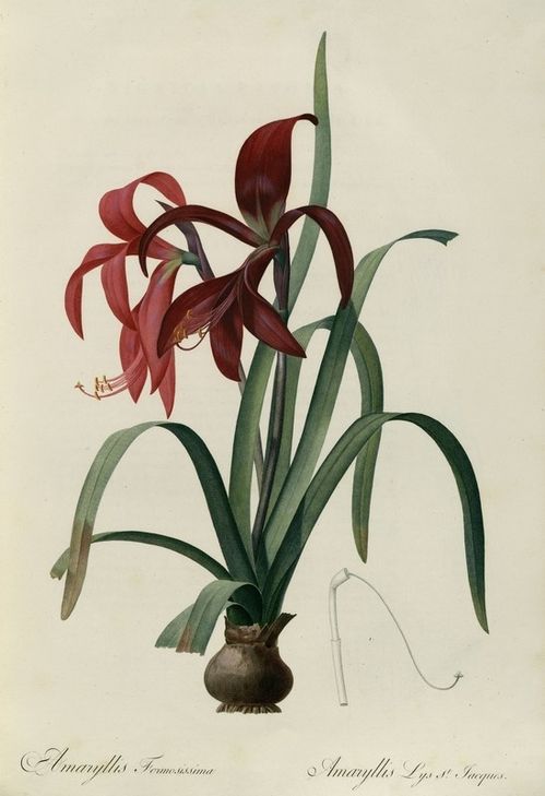 1-amaryllis-formosissima.jpg