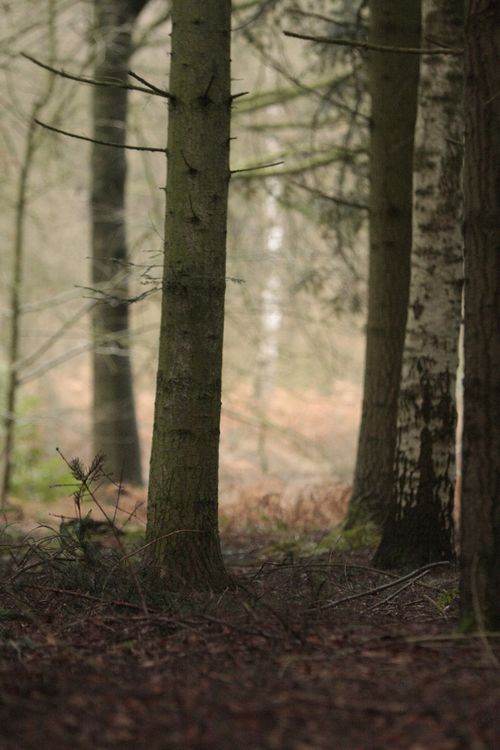 la forêt3