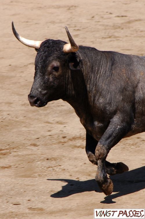 Ceret-2011---Irmaos 5375