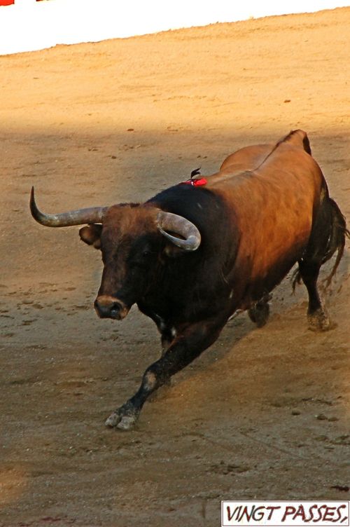 Conde-de-la-Maza 5616