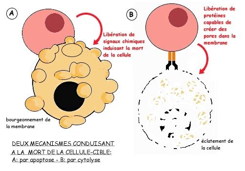 la rencontre entre les lymphocytes et les bactéries