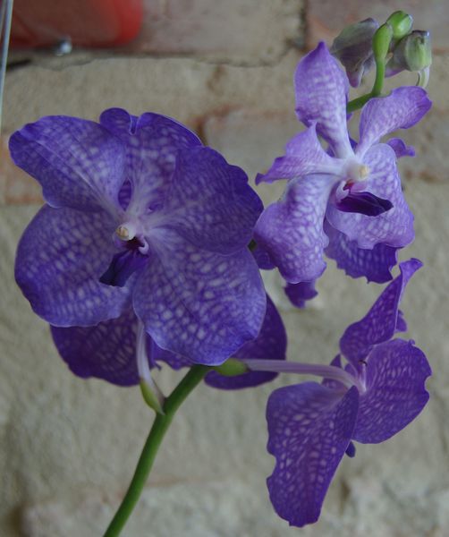 Orchidees 10