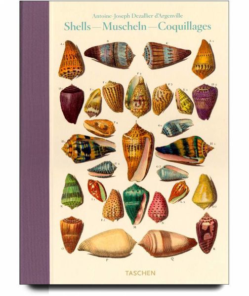 shells-muscheln-coquillages.1285611475