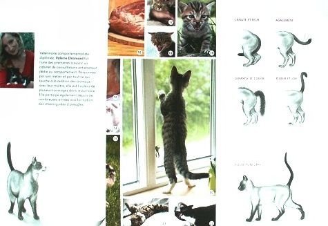 Le-comportement-du-chat-de-A-a-Z-5.JPG