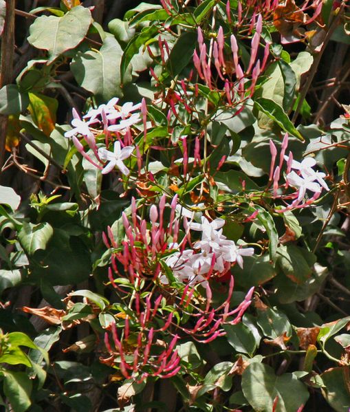 Jasmin à Rabat