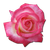 Rose-Tea-icon.png