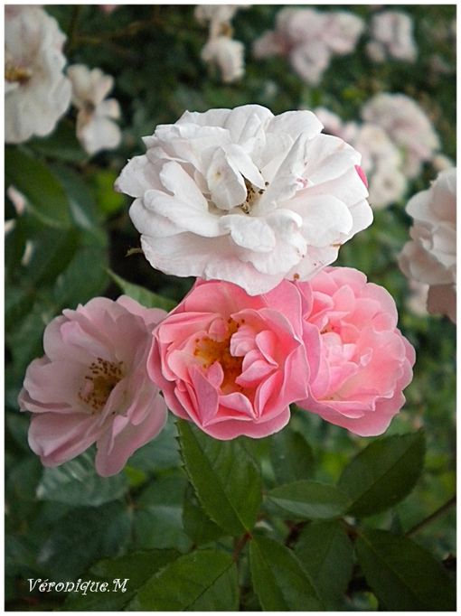 17 Juin 2011 Photo roses lac Daumesnil 2