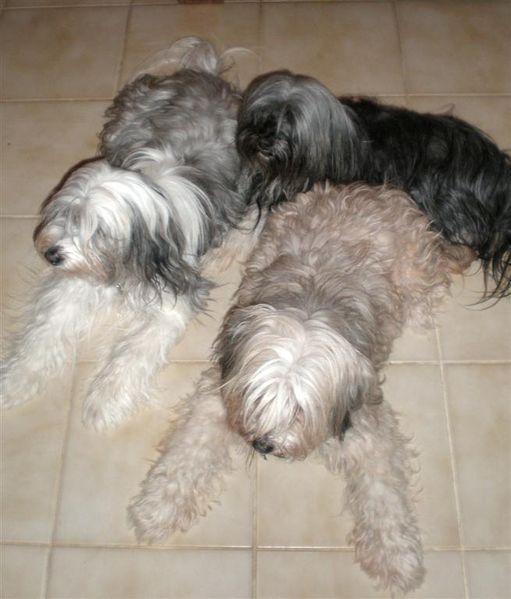 Mes TT sages (Large)