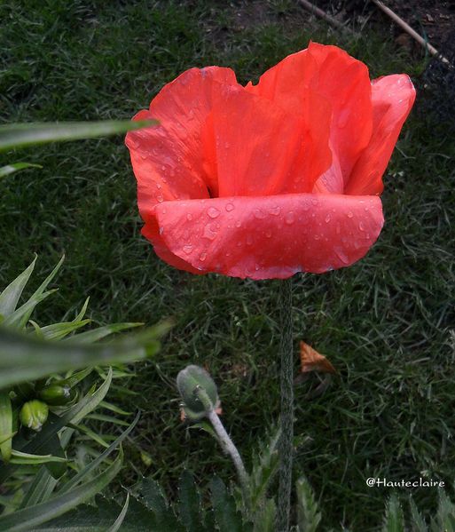 fleur-pluie-2.jpg