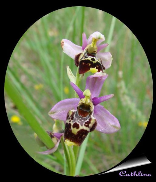 orchidée en médaillon