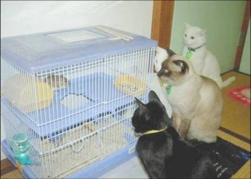 chat algrange 6